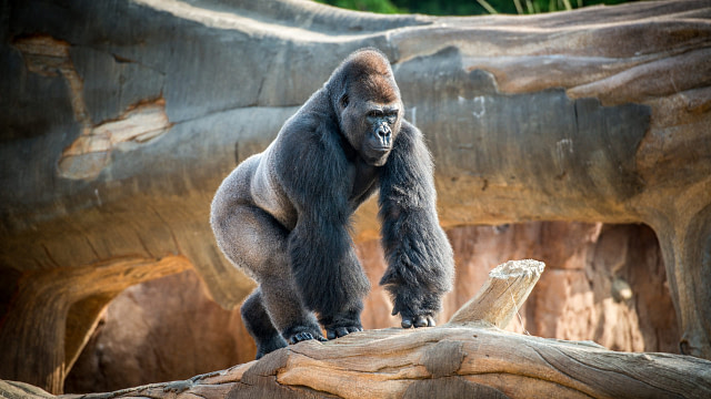 Houston Zoo Gorilla Exhibit